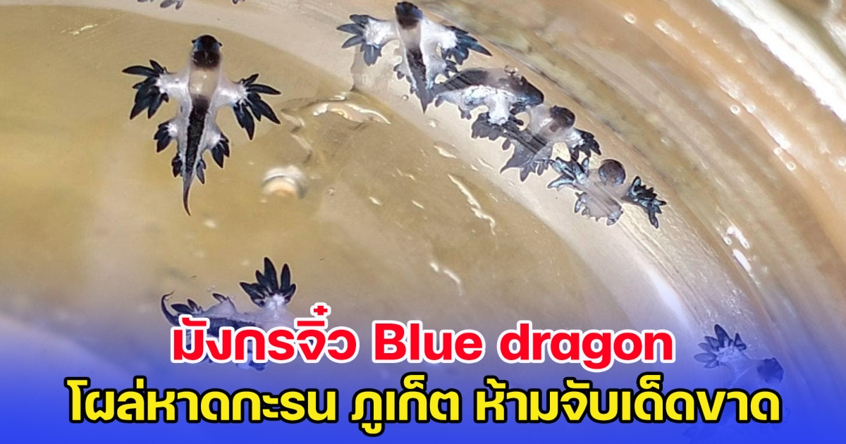 มังกรจิ๋ว Blue dragon โผล่หาดกะรน ภูเก็ต เตือนห้ามจับ พิษร้ายแรงมาก