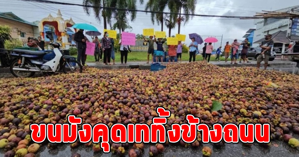 ชาวสวนสุดทน ขนมังคุดเททิ้งข้างถนนหมดคันรถ ฟังเหตุผลแล้ว น่าเห็นใจจริงๆ