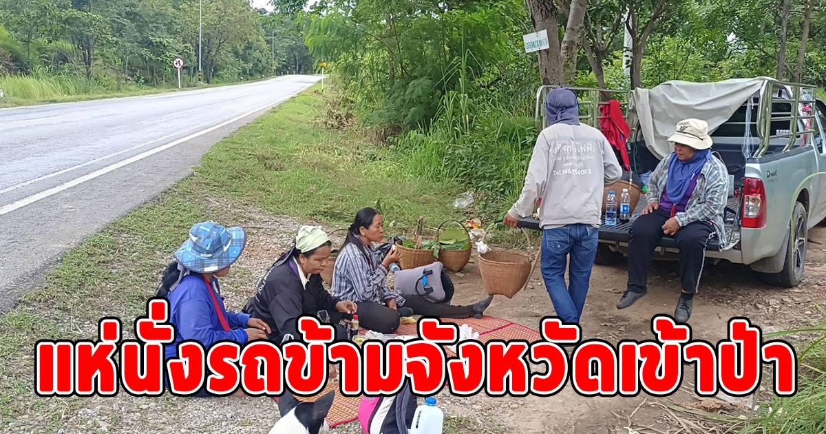 แห่นั่งรถข้ามจังหวัด เข้าป่าออกหาเก็บเห็ดปรุงอาหารและขายสร้างรายได้