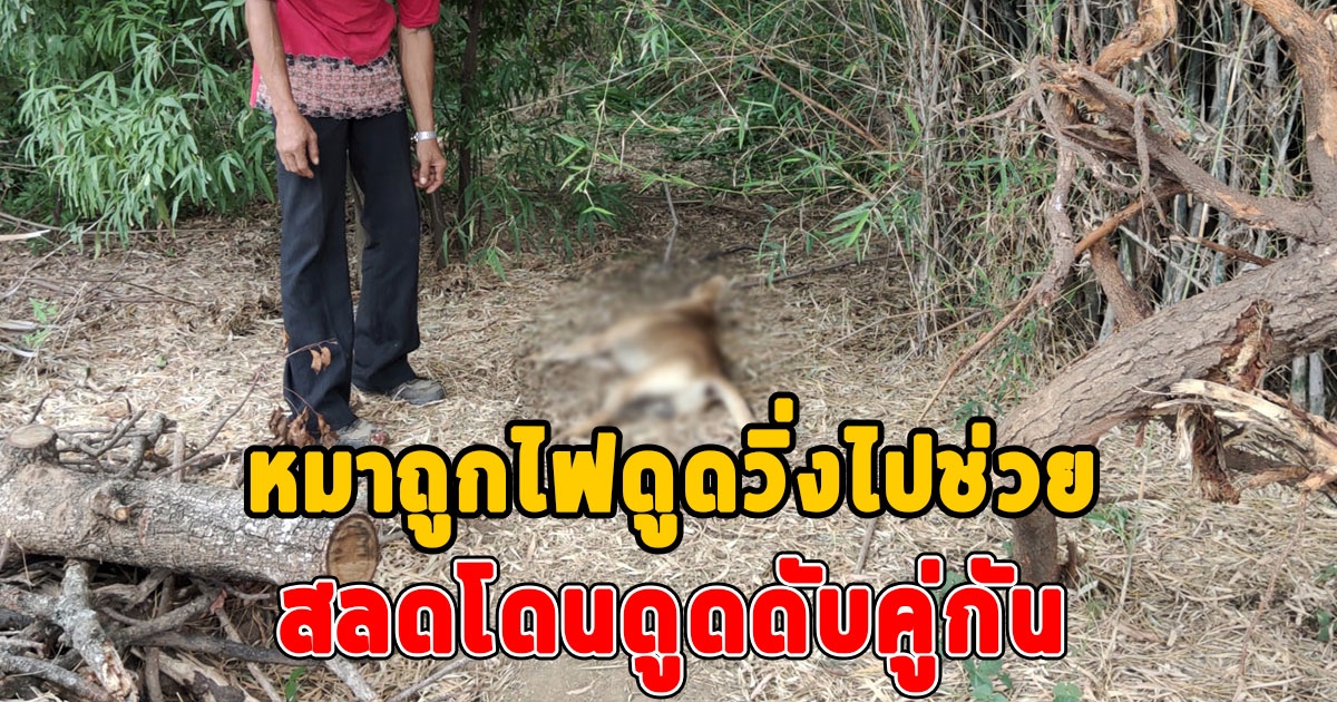 สลด สาวใหญ่ใจบุญเห็นหมาถูกไฟดูด สุดเศร้าวิ่งเข้าไปช่วยโดนดูดดับคู่กัน
