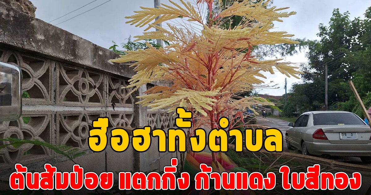 ฮือฮาทั้งตำบล ต้นส้มป่อยไม้มงคล 3 สี แตกกิ่งก้านแดง ใบสีทอง เหลืองอร่าม หาชมยาก