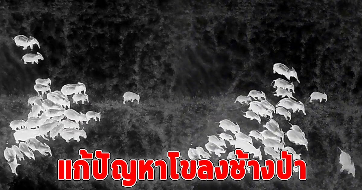 ทับลาน แจ้ง แก้ปัญหาโขลงช้างป่ากว่า 40 ตัว ออกนอกพื้นที่ป่า