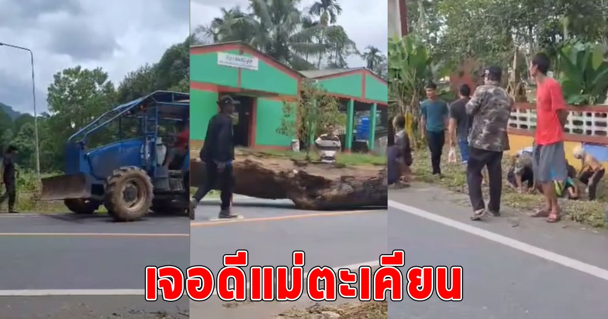 ระทึก เจอไม้ตะเคียนยักษ์จมคลอง พาเข้าวัด ทำคนงานเจ็บ 4 เชื่ออาถรรพ์
