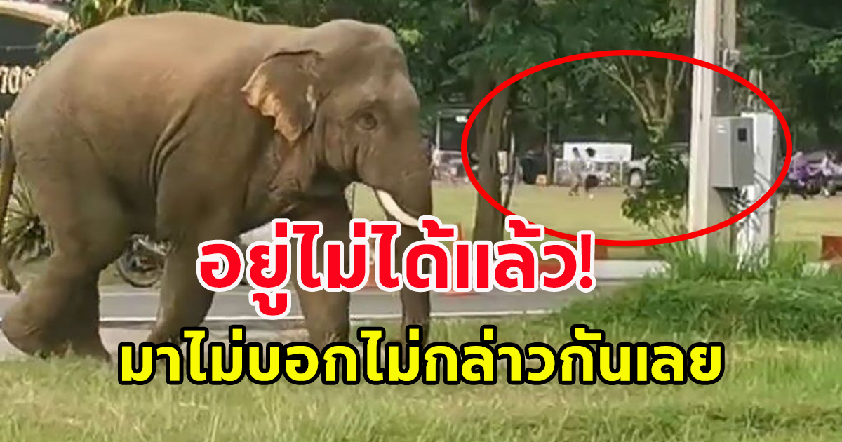 นักเรียนกำลังเข้าแถวเคารพธงชาติ สักพักพากันวิ่งกระเจิง