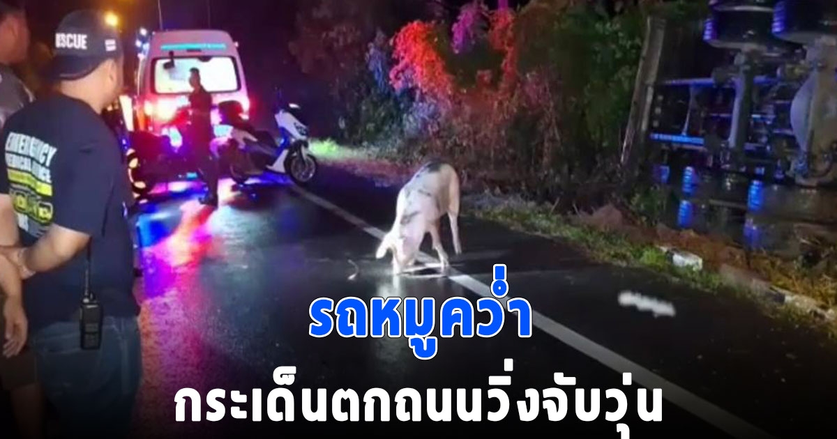 รถบรรทุกหมูเสียหลักพลิกคว่ำ ทำหมูกระเด็นตกถนน เดินเพ่นพ่านเต็มถนน-ในป่า