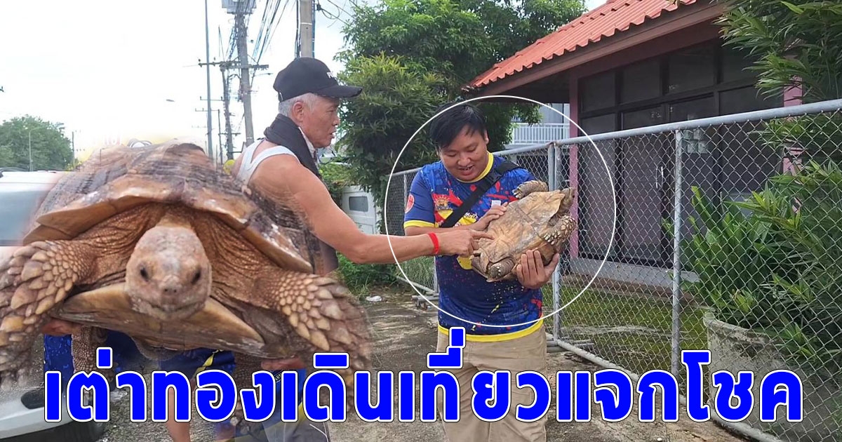 ฮือฮา พบเต่าทองเดินเที่ยวแจกโชคชาวบ้าน