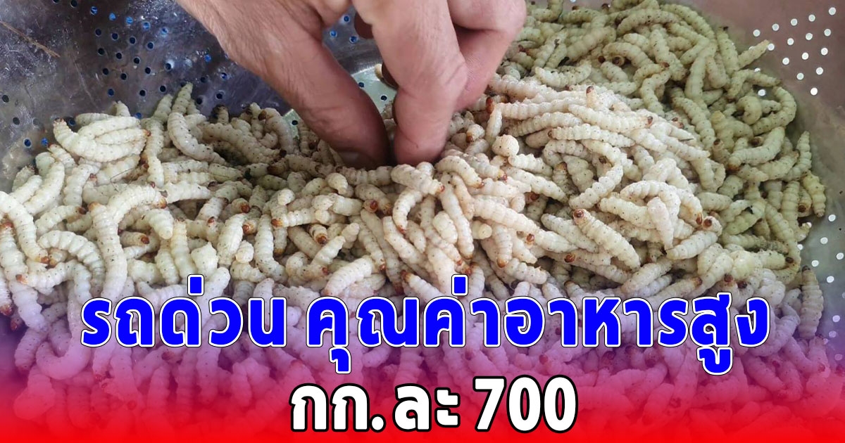 ต้องลองสักครั้งในชีวิต รถด่วน กินแล้วแข็งแรง สร้างรายได้ให้ชาวบ้าน กก.ละ 700