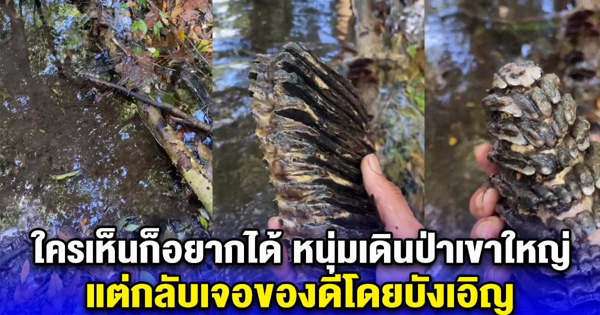 หนุ่มเดินป่าเขาใหญ่ แต่กลับเจอของดีโดยบังเอิญ ใครเห็นก็อยากได้
