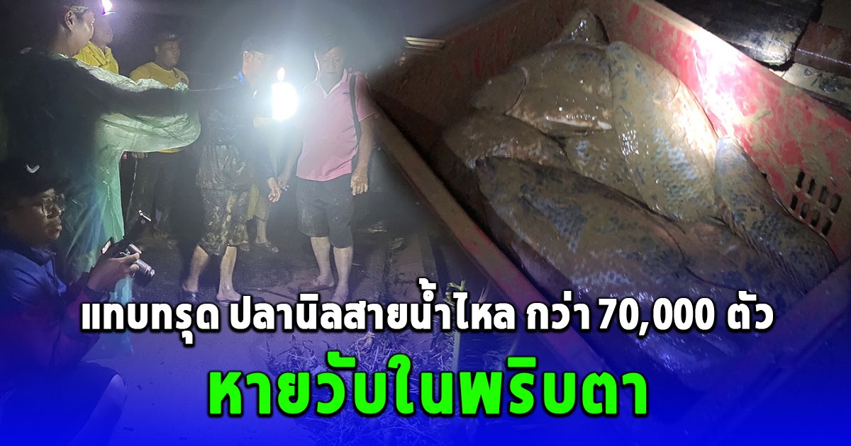 ฝนตกหนักน้ำป่าหลากท่วมบ่อปลานิลสายน้ำไหล กว่า 70,000 ตัว หายวับในพริบตา