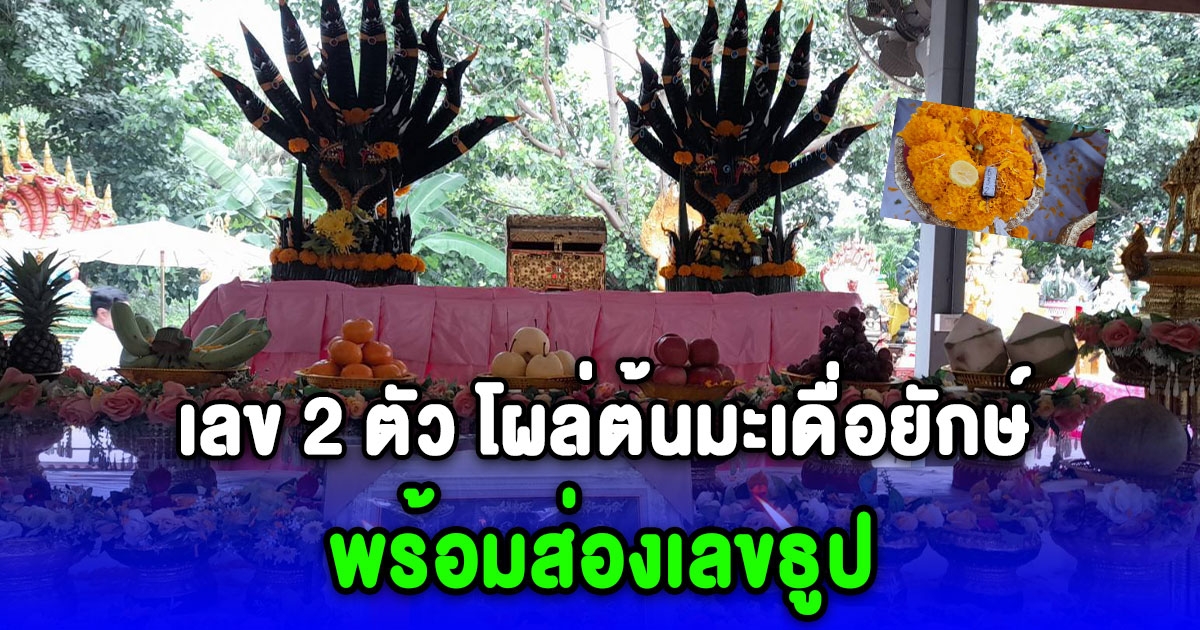 ฮือฮา ตัวเลข 2 ตัว โผล่ที่ต้นมะเดื่อยักษ์กลางเกาะคำชะโนด