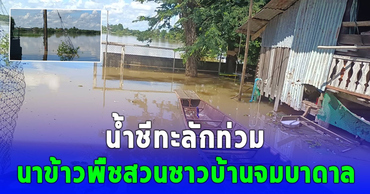 ชัยภูมิอ่วม น้ำชีทะลักท่วมบ้านเรือน นาข้าวพืชสวนชาวบ้านจมบาดาล