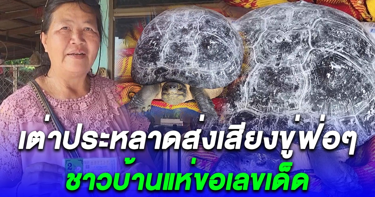 พบเต่าประหลาดส่งเสียงขู่ฟ่อๆเหมือนงู ชาวบ้านแห่ขอเลขเด็ด เชื่อนำโชคมาให้
