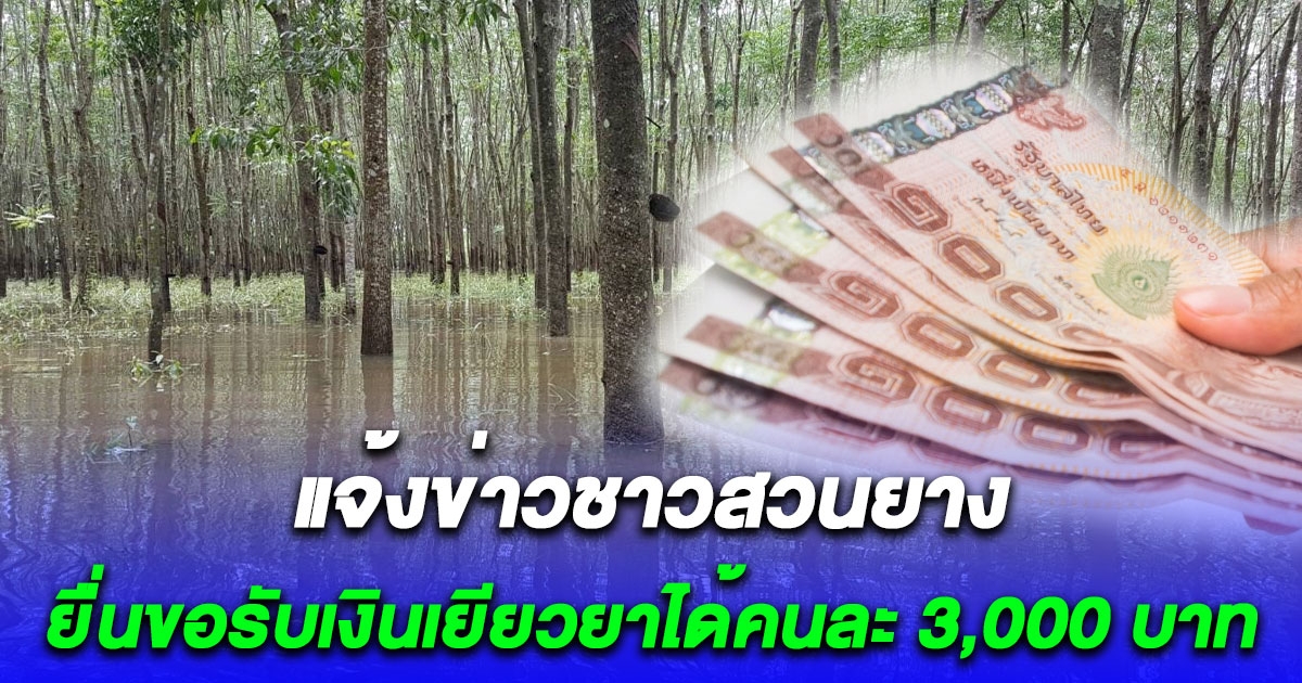 กยท. แจ้งชาวสวนยางในพื้นที่น้ำท่วม ยื่นขอรับเงินเยียวยาได้คนละ 3,000 บาท