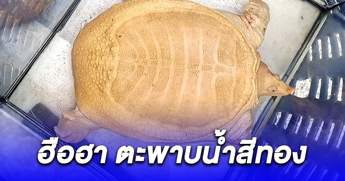ฮือฮา พบตะพาบน้ำสีทอง เจ้าของยันซื้อไว้เผื่อโชคดีมีลาภ