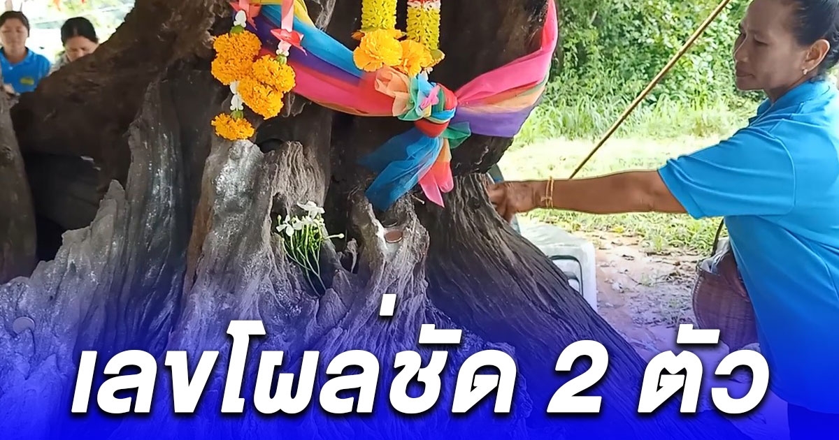 แห่ส่องหาเลขเด็ดบนต้นตะเคียนทอง เลขโผล่ชัด 2 ตัว