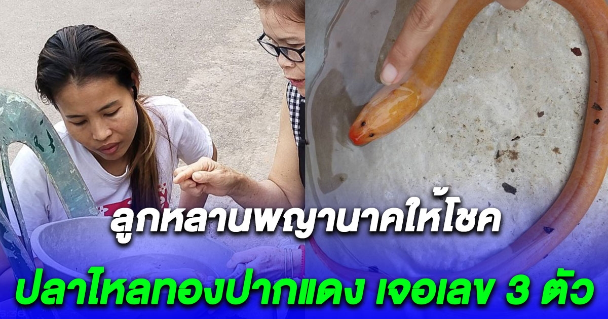 ลูกหลานพญานาคให้โชค ส่อง ปลาไหลทองปากแดง เจอเลข 3 ตัว