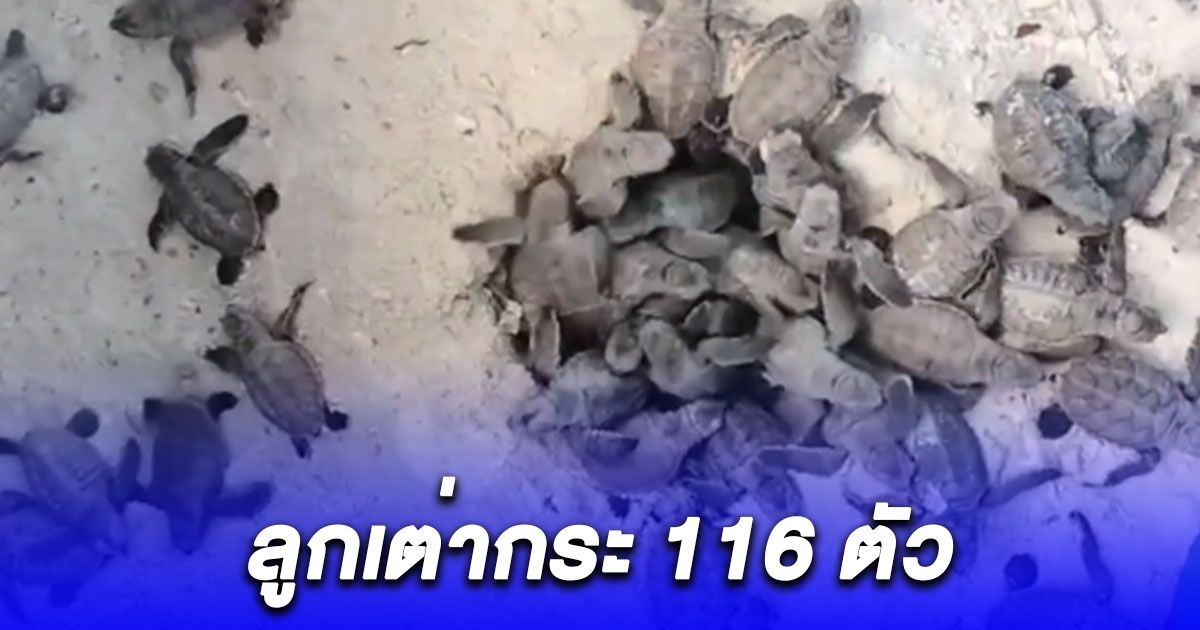 ฟักตัวแล้ว ต้อนรับลูกเต่ากระ 116 ตัว นำไปอนุบาลก่อนปล่อยสู่ทะเล