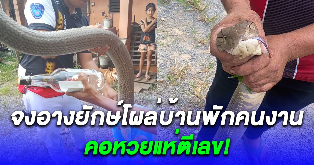 แห่ตีเลข จงอางยักษ์ 4.5 เมตร โผล่บ้านพักคนงานโรงไม้ ก่อนวันหวยออก