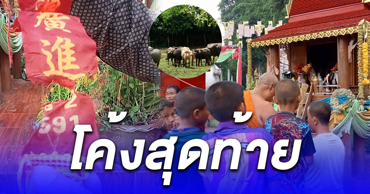 โค้งสุดท้าย คอหวยส่องเลขพิธีรับขวัญควายเผือก บิณฑ์ บันลือฤทธิ์ ถวายวัดดังเมืองคอน