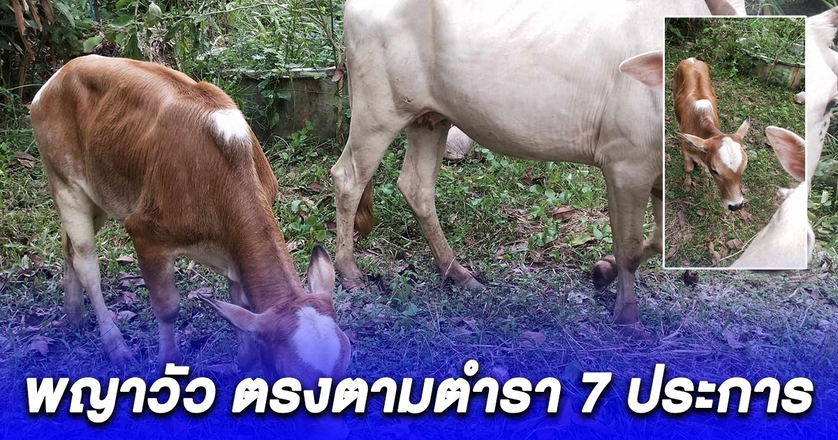 หนุ่มฝันเหมือนเดิม 4 รอบ เดินไปตามในฝัน เจอพญาวัว ตรงตามตำรา 7 ประการ พระทักจะมีโชค