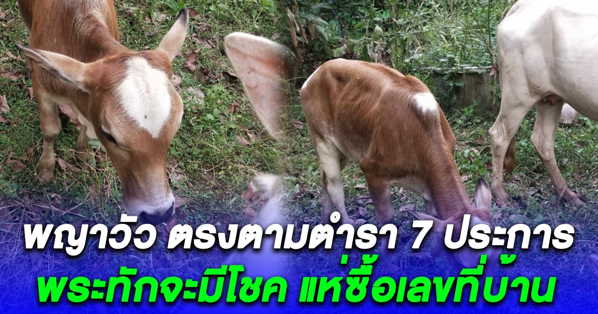 พระทักจะมีโชค หนุ่มฝันเหมือนเดิม 4 รอบ เดินไปตามในฝัน เจอพญาวัว ตรงตามตำรา 7 ประการ แห่ซื้อเลขที่บ้าน