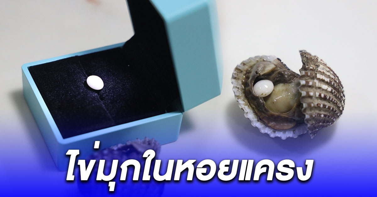 พบไข่มุกในหอยแครงขนาดกว่า 1 ซม. เตรียมส่งพิสูจน์