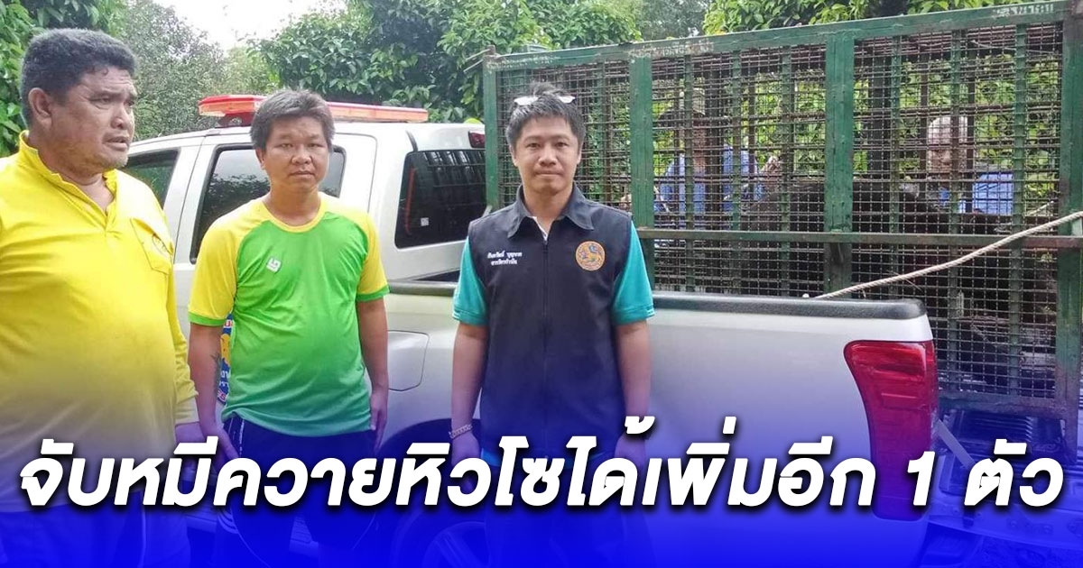 ดักจับหมีควายหิวโซได้เพิ่มอีก 1 ตัว ปล่อยคืนสู่ธรรมชาติอุทยานแห่งชาติเขาใหญ่