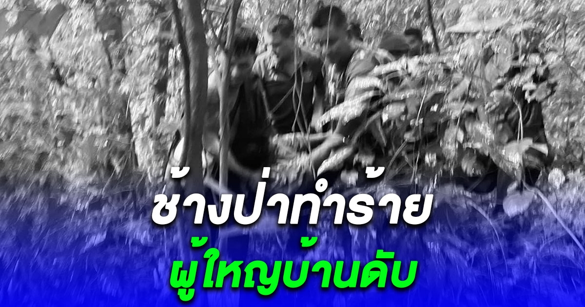 ช้างป่าบุกไร่ ทำร้ายผู้ใหญ่บ้านดับขณะร่วมภารกิจผลักดันช้างกลับอุทยานแห่งชาติแก่งกรุง