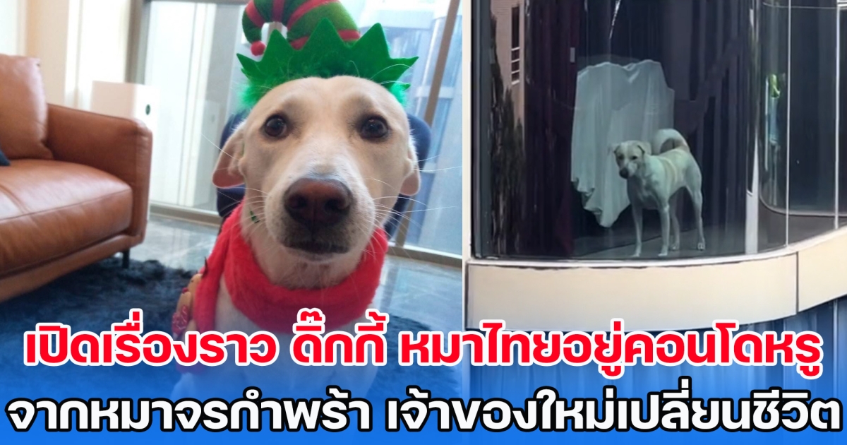เปิดเรื่องราว ดิ๊กกี้ หมาไทยอยู่คอนโดหรู 30 ล้าน จากหมาจรกำพร้า เจ้าของใหม่ช่วยเปลี่ยนชีวิต
