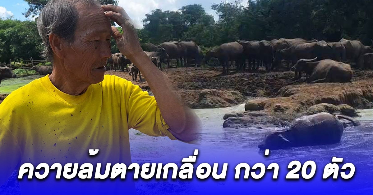 เจ้าของเข่าแทบทรุด ควายล้มตาย ไม่ทราบสาเหตุกว่า 20 ตัว