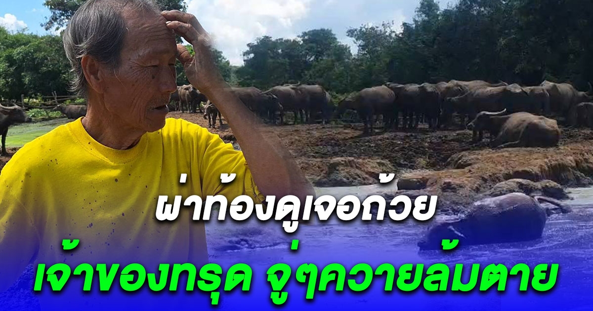เจ้าของเข่าแทบทรุด จู่ๆล้มตายกว่า 18 ตัว ผ่าท้องดูเจอถ้วย กินเข้าไปได้ไง