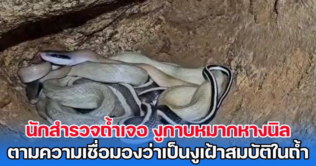 ฮือฮา! นักสำรวจถ้ำเจอ งูกาบหมากหางนิล ตามความเชื่อมองว่าเป็นงูเฝ้าสมบัติในถ้ำ