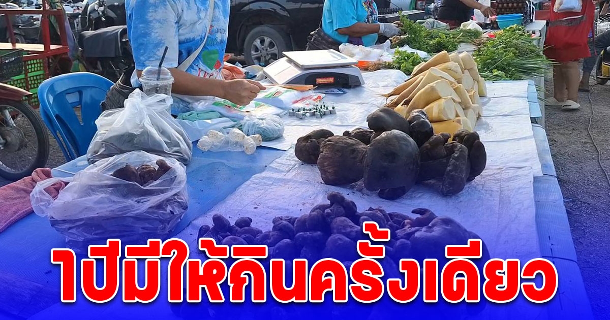 1ปีมี1ครั้ง ฝนตกเห็ดตับเต่าโผล่ ชาวบ้านบุกป่าหาเห็ดขาย ราคาดี