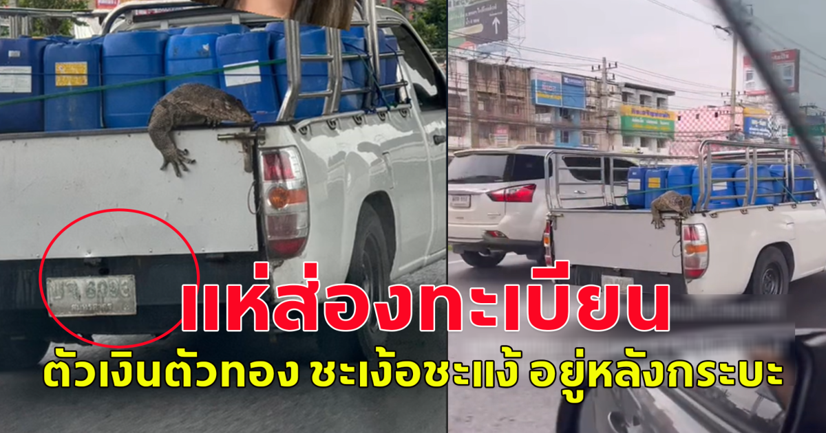 ตัวเงินตัวทอง ชะเง้อชะแง้ อยู่หลังรถกระบะ