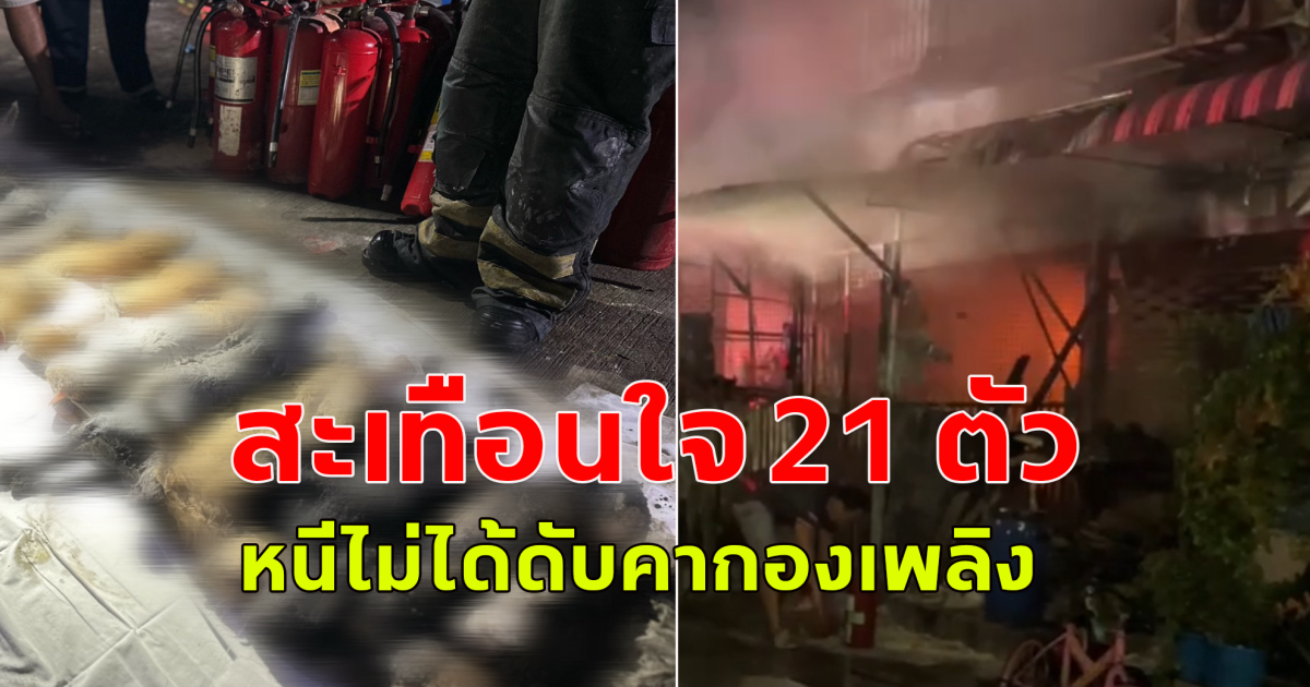 สะเทือนใจ 21 ตัว เกิดเหตุไฟไหม้แมวหนีไม่ได้ดับคากองเพลิง เหลือรอด 5