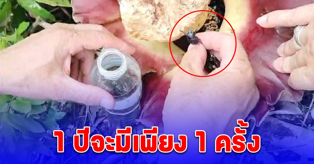 หาทานยาก แมงกุดจี่ในดอกบุก เมนูเด็ดของชาวบ้าน 1 ปีจะมีเพียง 1 ครั้ง