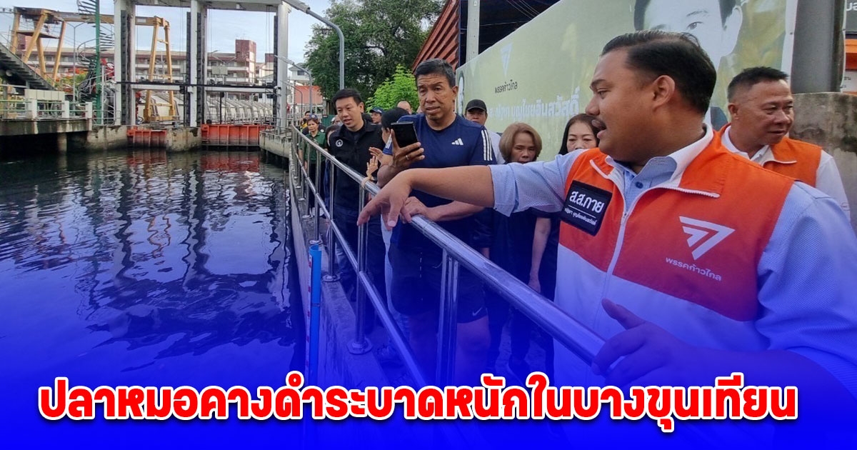 ณัฐชา ร้อง ผู้ว่า กทม. เร่งเยียวยาเกษตรกรก่อนจำใจเปลี่ยนอาชีพ หลังปลาหมอคางดำระบาดหนักในบางขุนเทียน