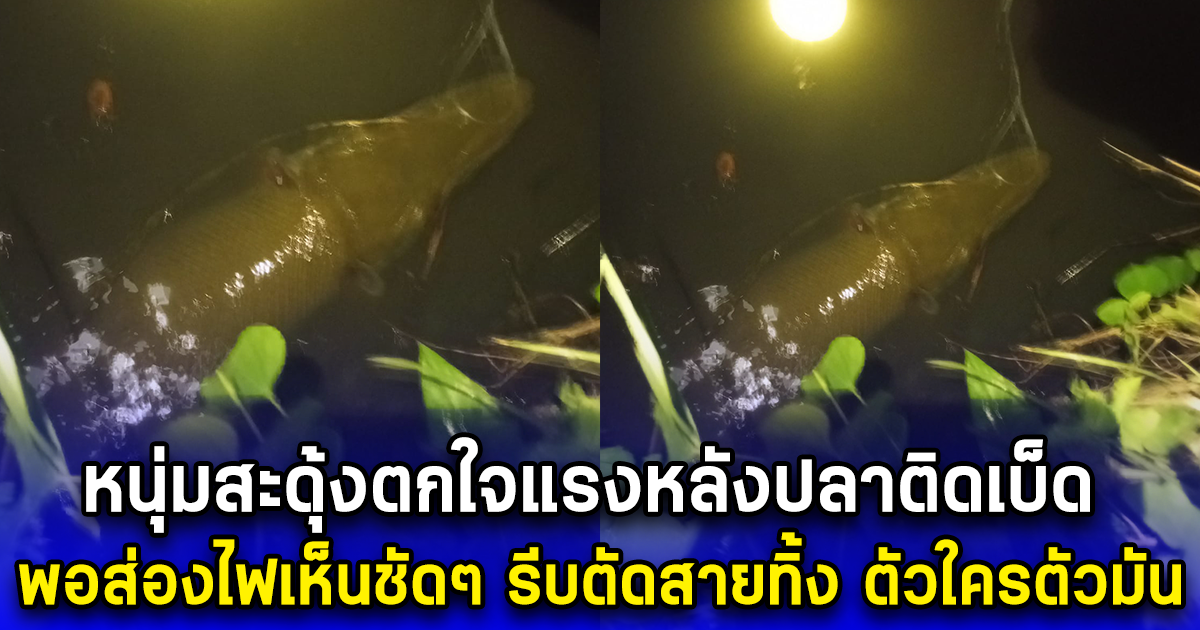 หนุ่มสะดุ้งตกใจแรงหลังปลาติดเบ็ด พอส่องไฟเห็นชัดๆ รีบตัดสายทิ้ง ตัวใครตัวมัน