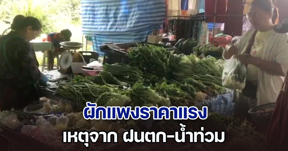 ผักแพงราคาแรง ต้นหอมพุ่งกิโลกรัมละ 250 บาท เหตุ ฝนตก-น้ำท่วม ทำผลผลิตลดฮวบ