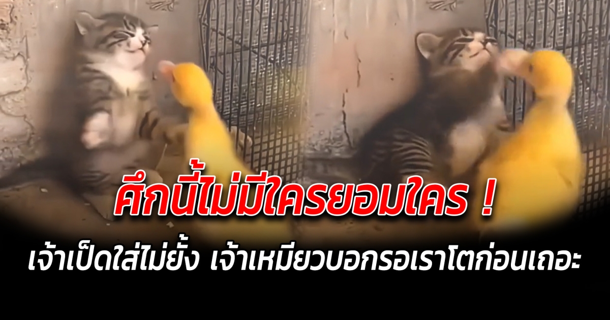 ศึกนี้ไม่มีใครยอมใคร เป็ดเหลืองนักสู้ ใส่ไม่ยั้ง เจ้าเหมียวบอกรอเราโตก่อนเถอะ