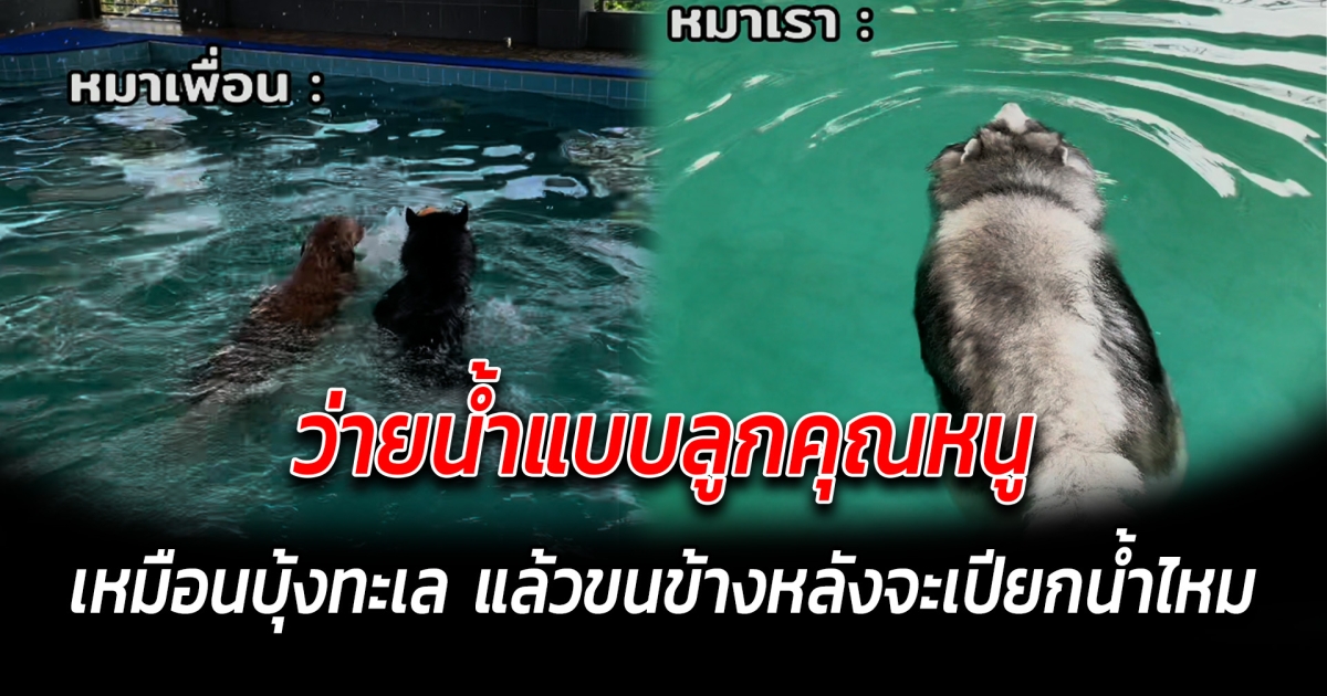 ว่ายน้ำแบบลูกคุณหนู เหมือนบุ้งทะเล แล้วขนข้างหลังจะเปียกน้ำไหม