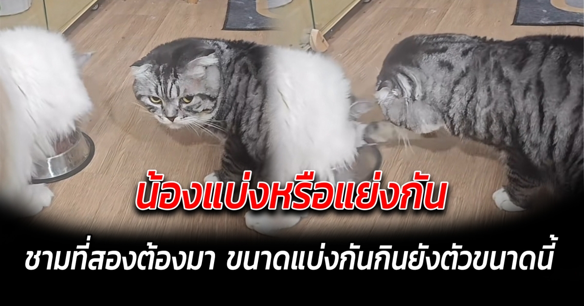 น้องแบ่งหรือแย่งกัน ชามที่สองต้องมา ขนาดแบ่งกันกินยังตัวขนาดนี้