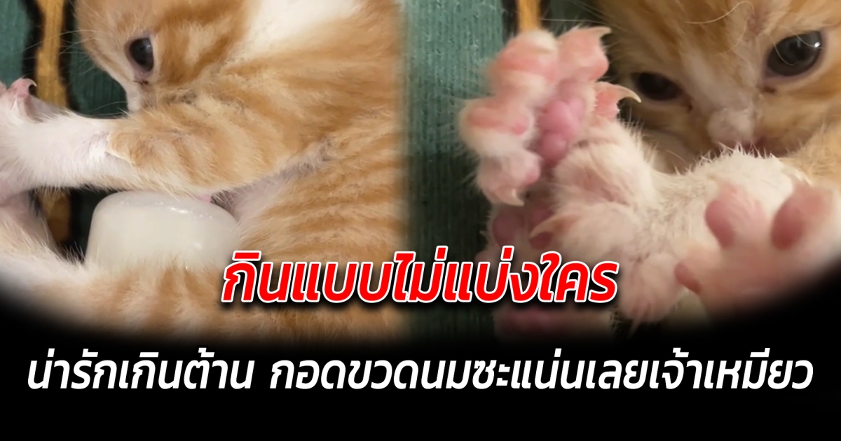 กินแบบไม่แบ่งใคร น่ารักเกินต้าน กอดขวดนมซะแน่นเลยเจ้าเหมียว