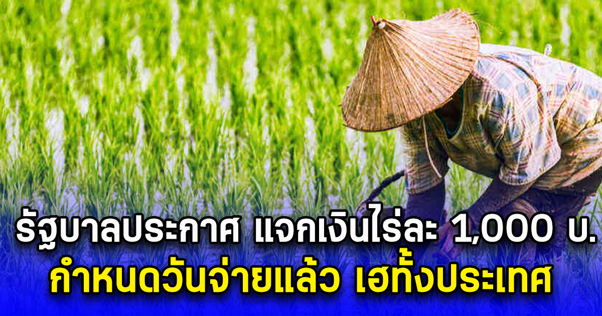 รัฐบาลประกาศ แจกเงินไร่ละ 1,000 บ. กำหนดวันจ่ายแล้ว เฮทั้งประเทศ