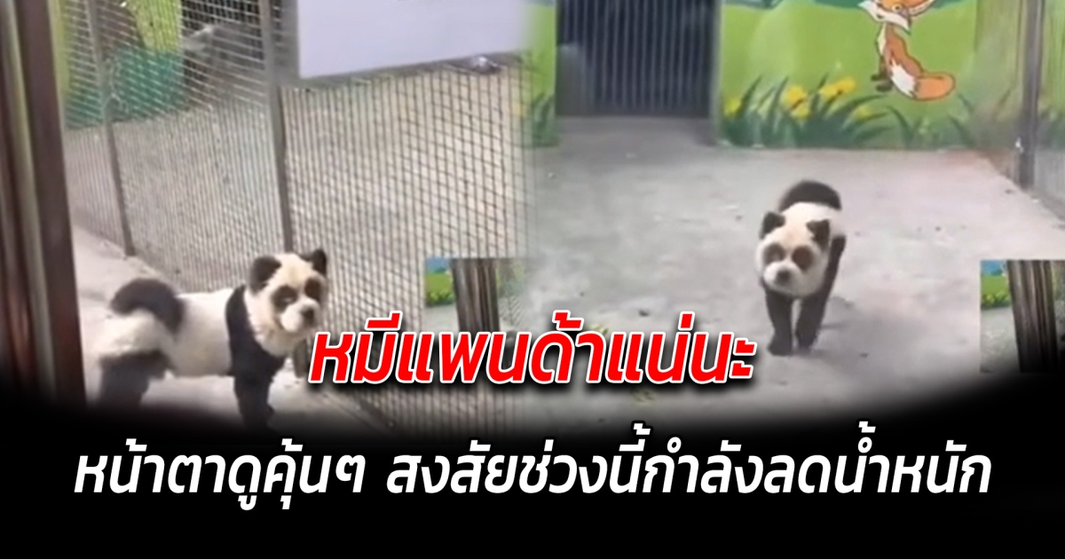หมีแพนด้าแน่นะ หน้าตาดูคุ้นๆ สงสัยช่วงนี้กำลังลดน้ำหนัก