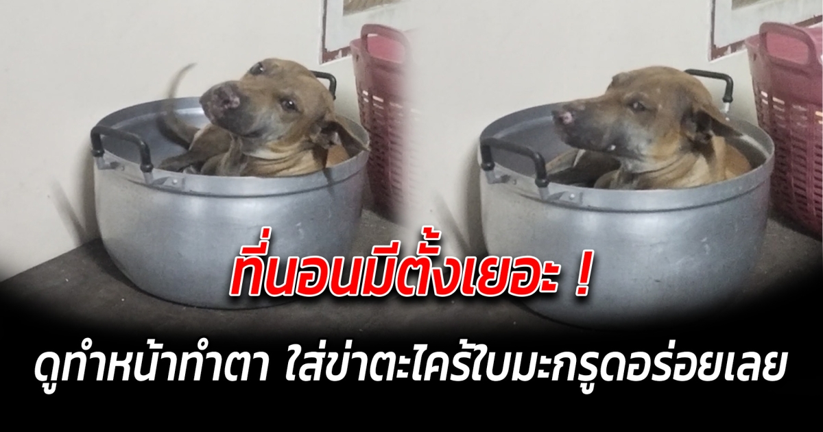 ที่นอนมีตั้งเยอะ ดูทำหน้าทำตา ใส่ข่าตะไคร้ใบมะกรูดอร่อยเลย