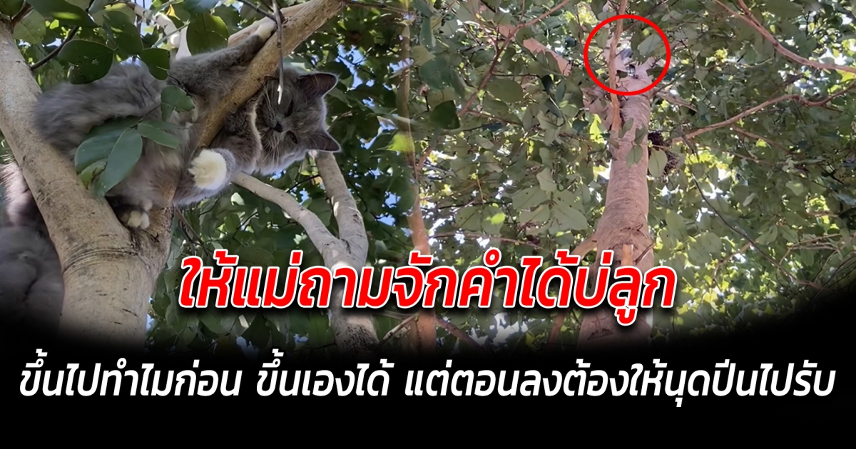 ให้แม่ถามจักคำได้บ่ลูก ขึ้นไปทำไมก่อน ขึ้นเองได้ แต่ตอนลงต้องให้นุดปีนไปรับ