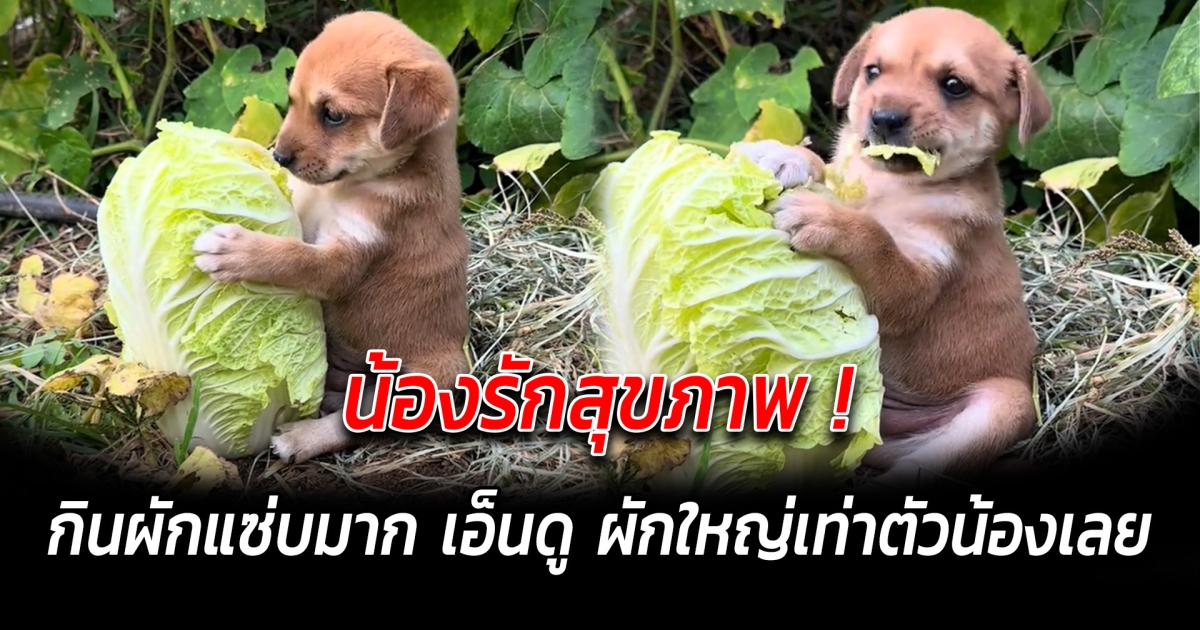 น้องรักสุขภาพ กินผักแซ่บมาก เอ็นดู ผักใหญ่เท่าตัวน้องเลย