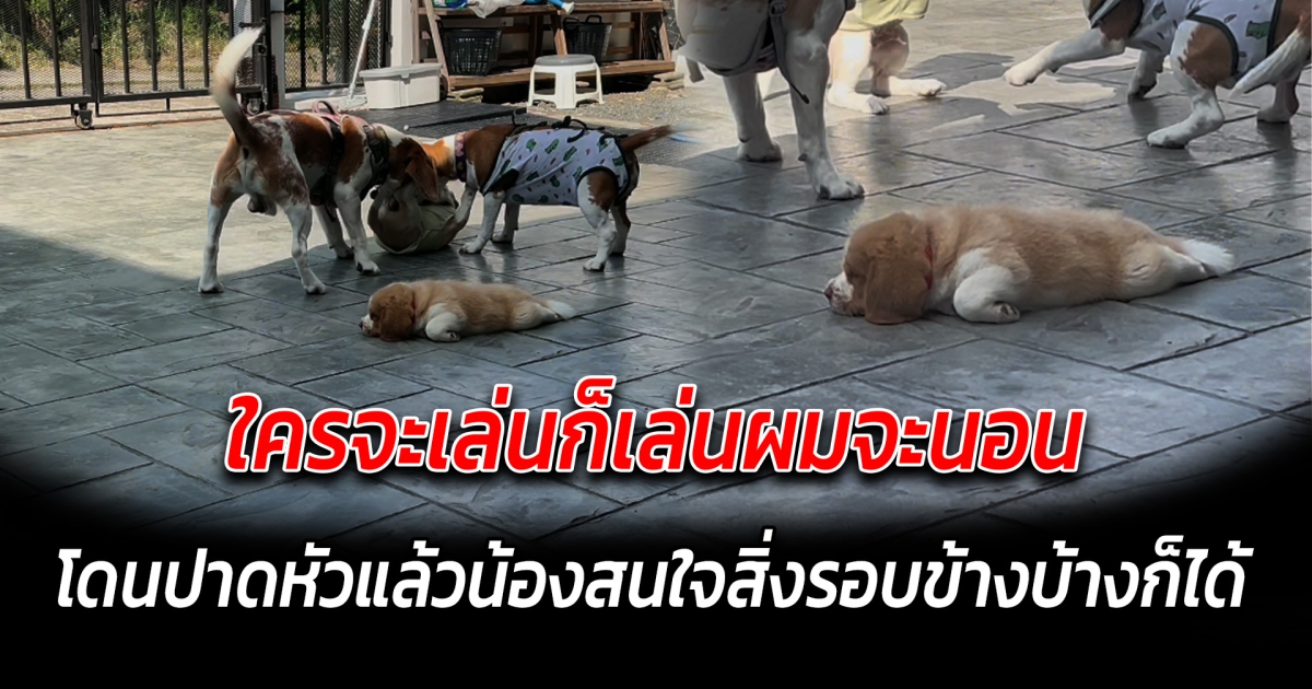 ใครจะเล่นก็เล่น ผมจะนอน น้องสนใจสิ่งรอบข้างบ้างก็ได้