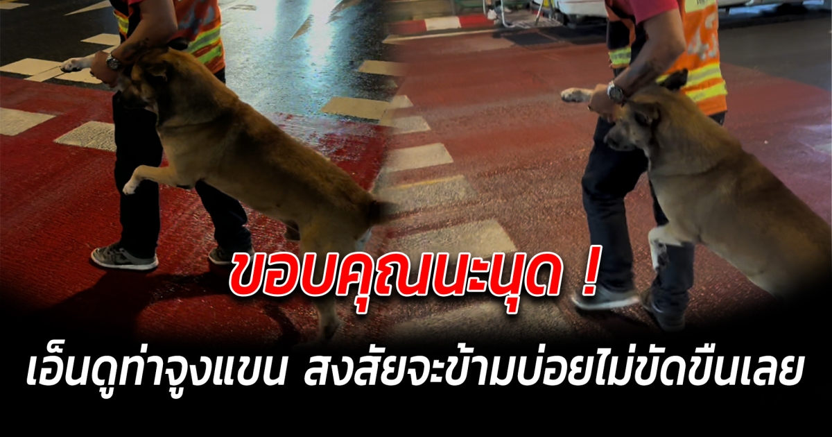 ขอบคุณนะนุด เอ็นดูท่าจูงแขน สงสัยจะข้ามบ่อยไม่ขัดขืนเลย